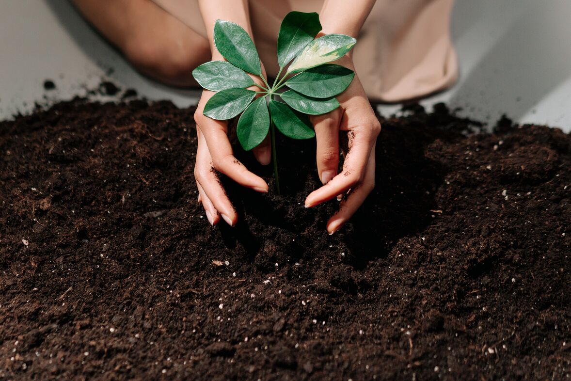 Modern indoor plant care